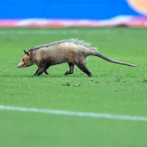 Gambá invade gramado do Maracanã antes de Flamengo x Amazonas; assista